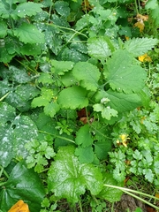 Chelidonium majus