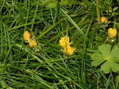 Taraxacum officinale