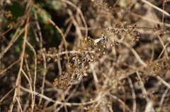 Lysimachia pentapetala