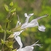 Salvia namaensis - Photo (c) Johan Eksteen, μερικά δικαιώματα διατηρούνται (CC BY-NC), uploaded by Johan Eksteen