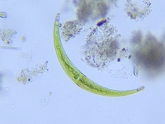 Closterium lunula