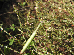 Mantis religiosa religiosa