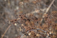 Spiraea trilobata