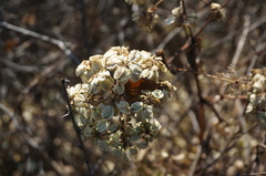 Cnidium monnieri