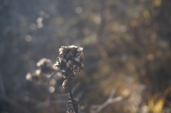 Syneilesis aconitifolia