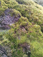 Hypnum cupressiforme