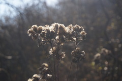 Syneilesis aconitifolia