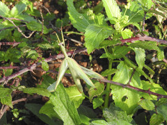 Mantis religiosa religiosa