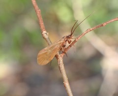 Anabolia