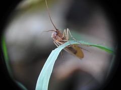 Anabolia