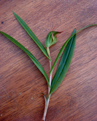 Pterostylis auriculata