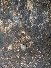 Balcanodiscus difficilis