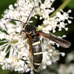 Paranthrene tabaniformis