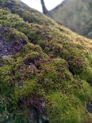 Hypnum cupressiforme