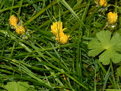 Taraxacum officinale