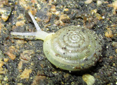 Balcanodiscus difficilis