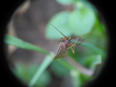 Anabolia