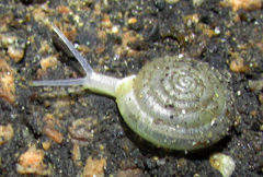 Balcanodiscus difficilis