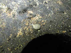 Balcanodiscus difficilis