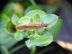 Anabolia