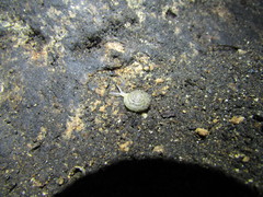 Balcanodiscus difficilis