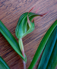 Pterostylis auriculata