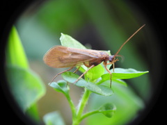 Anabolia