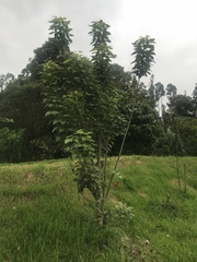 Erythrina rubrinervia