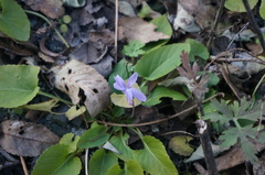 Viola pekinensis