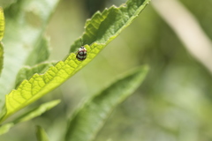 Alagoasa decemguttata