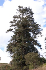 Abies guatemalensis