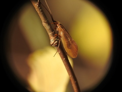 Anabolia