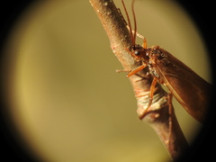 Anabolia