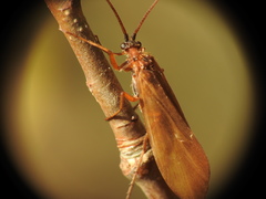 Anabolia