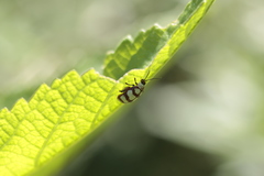 Alagoasa decemguttata