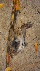 Melospiza lincolnii