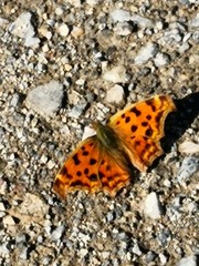 Polygonia c-aureum