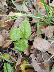 Fragaria vesca