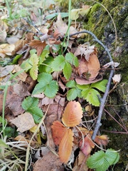 Fragaria vesca