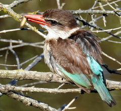 Gryllotalpa africana