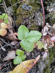 Fragaria vesca