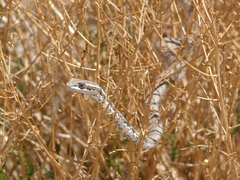 Psammophis lineolatus