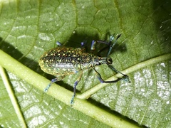 Exophthalmus jekelianus image