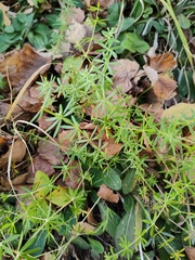 Galium mollugo
