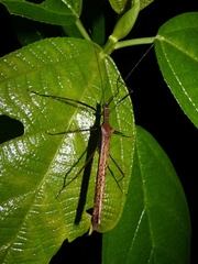 Pseudophasma unicolor