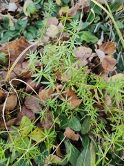 Galium mollugo