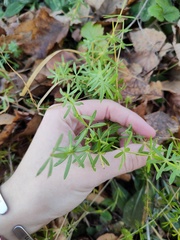 Galium mollugo