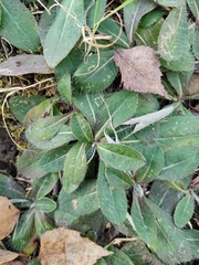 Pilosella officinarum