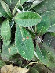 Pilosella officinarum