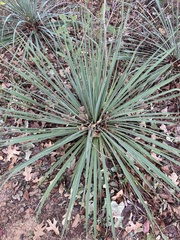 Yucca louisianensis